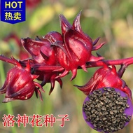 Ready Stock Quick Shipment [Red Peach K Seed] Edible Roselle Seed Rose Eggplant Herbal Tea Seed Novi