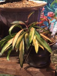 冰糖內錦毬蘭 Hoya Keutiana Variegata