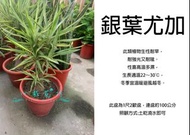 心栽花坊-銀葉尤加/斑葉尤加/象腳王蘭/尤加/單幹矮化盆/1尺2吋盆/室內植物/觀葉植物/售價1400特價1200