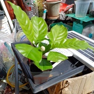 ANAK POKOK MELUR JENIS BUNGA ROS