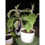 POKOK TERUNG PANJANG LECKAT(332) TINGGI 1.5 kaki.,sudah berbuah