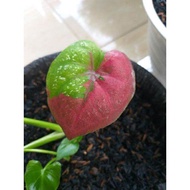 Keladi baret merah caladium baret