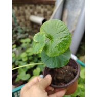 anak pokok pegaga kampung (ulam) / centella asiatica / 磞大碗 Pokok Ulam Pegaga