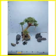 ♞bonsai tree  for aquarium  good for  2.5 to 5 gal tank with free moss (random) no choose for desig