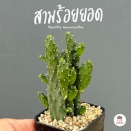 สามร้อยยอด Opuntia Monacantha แคคตัส กระบองเพชร cactus&amp;succulent