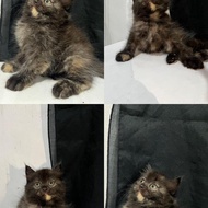 Kucing Persia medium lucu