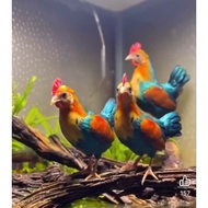 Small, beautiful green ruti chicken eggs with high hatching rate