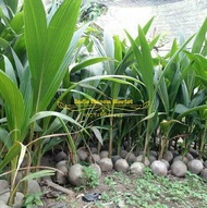 3 Paket Bibit Kelapa Pandan Wangi Entog Wulung Genjah Super