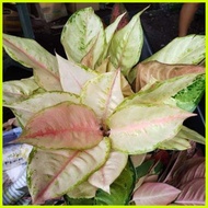 ♞,♘seeds Frozen Aglaonema Plants By Grace