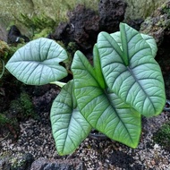 Tanaman Alocasia Bisma remaja