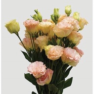 Fresh Flower - Eustoma 洋桔梗