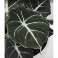 Alocasia Black Velvet