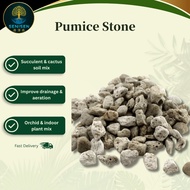 1L Pumice Stone 3-5mm Succulent Cactus Soil Drainage Rock Bonsai Mix | 轻石 浮石