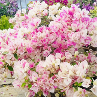 Mixed Dwarf Bougainvillea Flower for Planting Flower See50 seeds (not live plants) Sale Bonsai Seeds Fast Grow In The Local Singapore