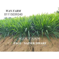 1 Batang Benih Napier Pandan/Dwarf