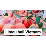 pokok benih limau bali vietnam