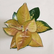 aglonema sultan brunei / aglaonema sultan brunei / aglo sultan brunei