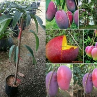 AZ Anak Pokok Mangga Irwin/purple irwin mango
