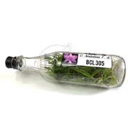 Anggrek Cattleya Botolan | Bibit Anggrek Cattleya Dalam Botol | Anggr