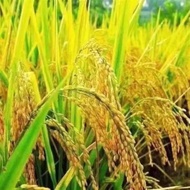 Urea Fertilizer Price & Voucher Jul 2026 | BigGo Philippines