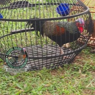 jual ayam hutan hijau jinak | ayam hutan hijau terlaris