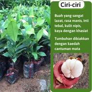 Anak pokok manggis buahnya sangat lazat, pokok manggis hybrid rasa manis TD Farm