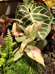 Syngonium podophyllum ‘Pink Salmon’ 三文魚合果芋