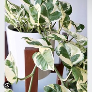 N Joy money plant ( 1 fresh cutting / keratan )💝❤️‍🩹OFFER