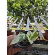 Epipremnum Njoy. 2 color Money plant . Njoy photos