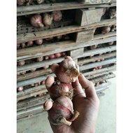 Bawang Merah Peking India 1KG