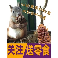 Squirrel Food Molar Snacks Pine Tower Pine Nuts Nuts Food Staple Food 500g Hazelnuts Pine Nuts Nuts 