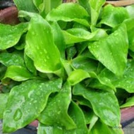 Cekur/Anak Pokok Cekur