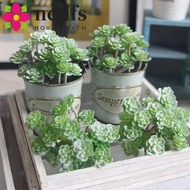 NEDFS Mini Artificial Cactus Plant, Real Touch Plastic Artificial Succulent Plant, Simulation Cactus