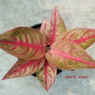 Terbaru Aglaonema Legacy