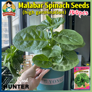 High Yield Fresh Malabar Spinach Seeds for Planting Vegetables (150 Seed) Biji Benih Bayam Remayong 