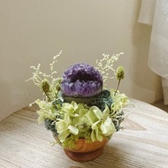 烏拉圭開口笑 紫水晶。小太陽 日日東昇 永生綠植栽