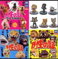 全新 TAKARA TOMY 野性之証 vol 1 -3 扭蛋 河馬 秋田犬 狗 熊 老虎 猩猩 獅子 鯊魚
