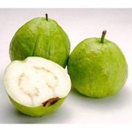 pokok jambu batu lohan