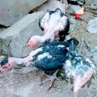 [best] Anak ayam saigon usia 1bulan/per ekor/kuat&unggul dalam pertumbuha ORI