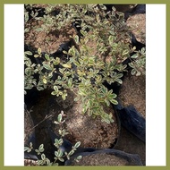 ↙ ☻ ▙ Variagated African Talisay Seedlings in soft poly bag