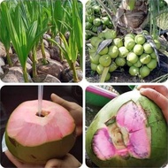 Bibit kelapa hijau genjah wulung