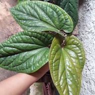 anthurium sirih daun besar tanaman