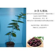 心栽花坊-加拿大櫻桃/4吋/嫁接苗/水果苗/櫻桃品種售價250特價200