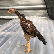 Anak ayam shamo eropa line zuchter dijamin asli