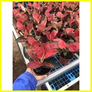 ❦ ⊕ ☪ COD! Aglaonema Red Suksom Live Potted Plants