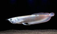 Arowana / arwana silver red 30cm
