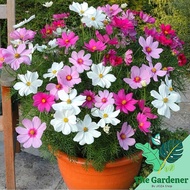 Garden Cosmos (大波斯菊)Plant seed flower seed easy potting Biji Benih bunga