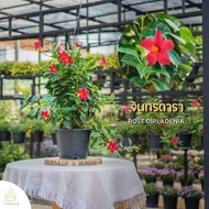 Treeno.9 T466 จันทร์ดารา สีแดง (Rose Dipladenia) กระถางแขวน 8 นิ้ว / สูง 35-40 ซม. / ไม้ประดับ ไม้ดอ