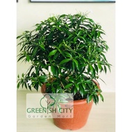 GNC - Jasmin Thai Live Plant Pokok Bunga Melur Outdoor Hiasan Landscape 泰国茉莉花