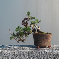 日系盆栽品種 系魚川真柏舍利變化多 細魚川造型盆栽配手工盆